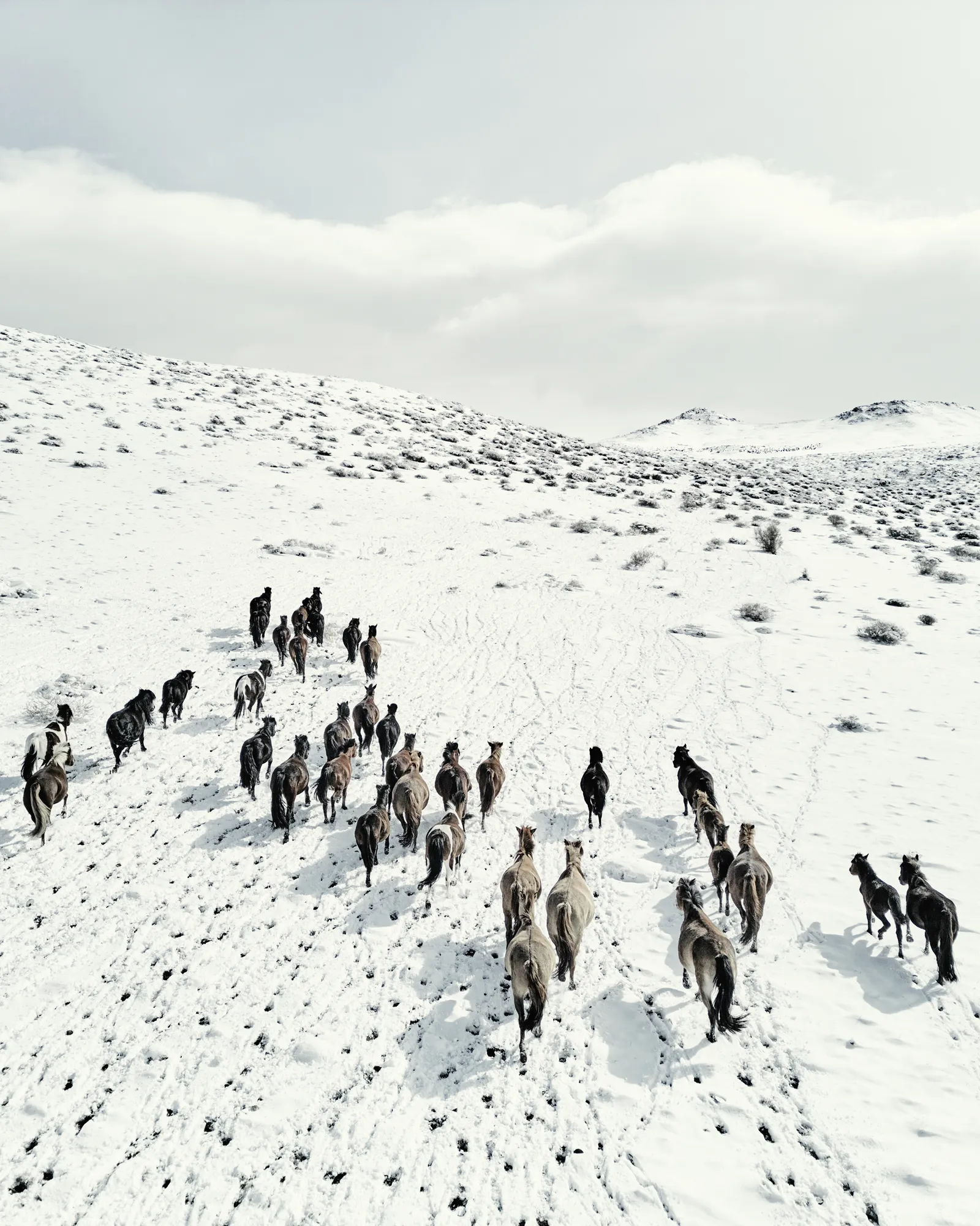 Mongolian winter
